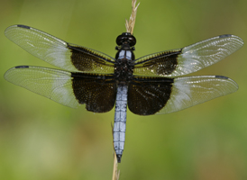 Widow Skimmer